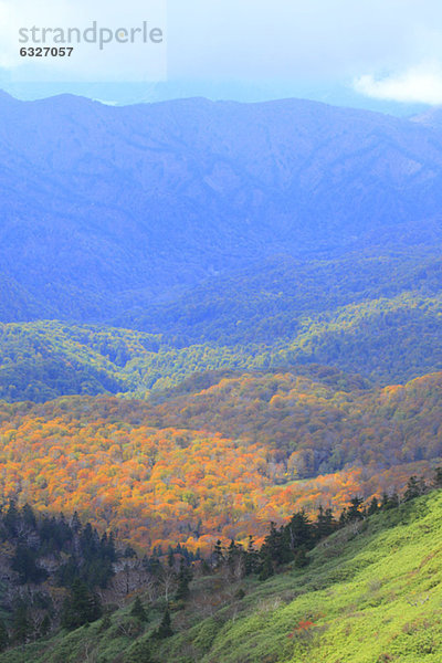 Überfluss Wald Ehrfurcht Herbst Ansicht