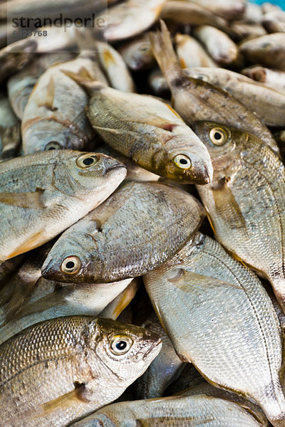 Dorade am Fischmarkt  Houmt Souk  Djerba  Tunesien