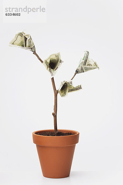 Einhundert Dollarscheine wachsen auf Topfbaum