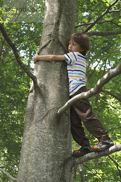 Junge im Baum stehend