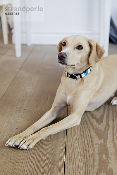 Hundeverlegung auf Holzboden