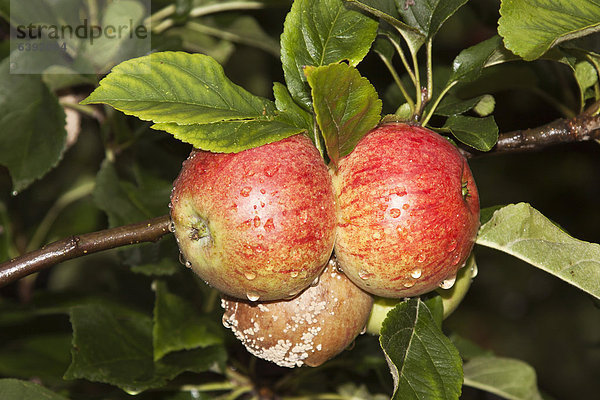 Bio-Äpfel  Schimmel  Fäule  Ernteausfall