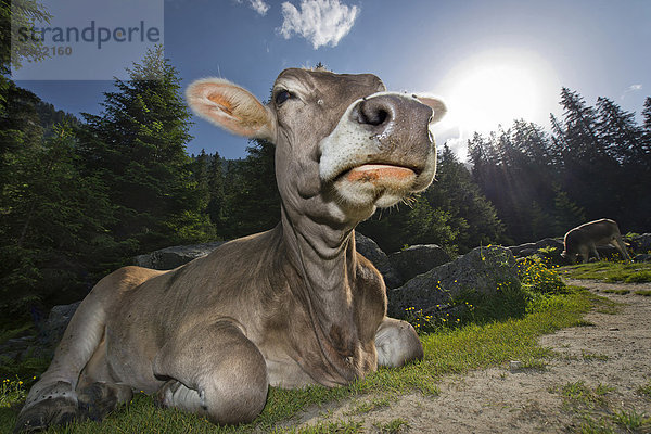 Tiroler Braunvieh  hornlose Kuh  beim Wiederkäuen  Grawa Alm  Stubaital  Tirol  Österreich  Europa