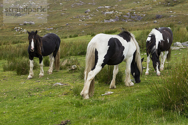 Pferde am Straßenrand  Cork  Irland  Europa