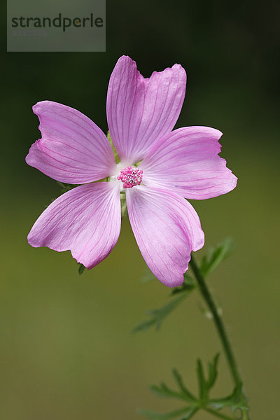 Blühende Moschus-Malve  Moschusmalve (Malva moschata)  Arzneipflanze  Heilpflanze