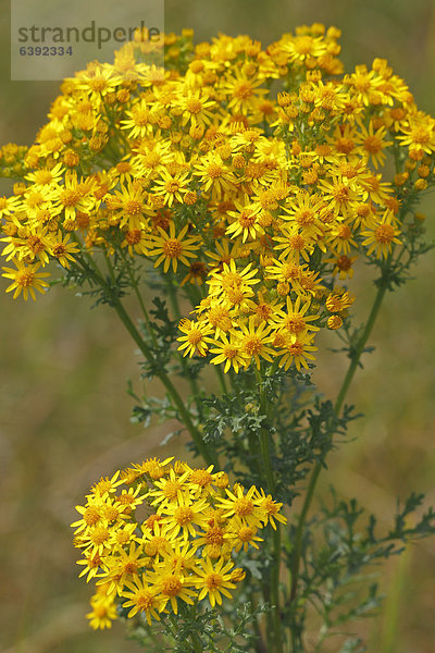 Blühendes Jakobsgreiskraut  Jakobs-Greiskraut  Jakobs-Kreuzkraut  Jakobskreuzkraut (Senecio jacobaea)  Giftpflanze