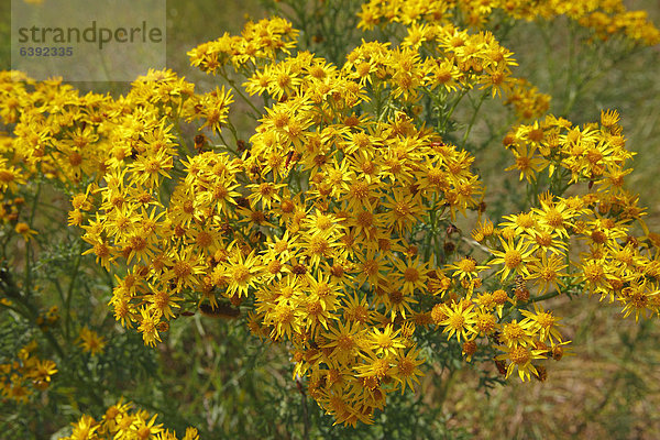 Blühendes Jakobsgreiskraut  Jakobs-Greiskraut  Jakobs-Kreuzkraut  Jakobskreuzkraut (Senecio jacobaea)  Giftpflanze