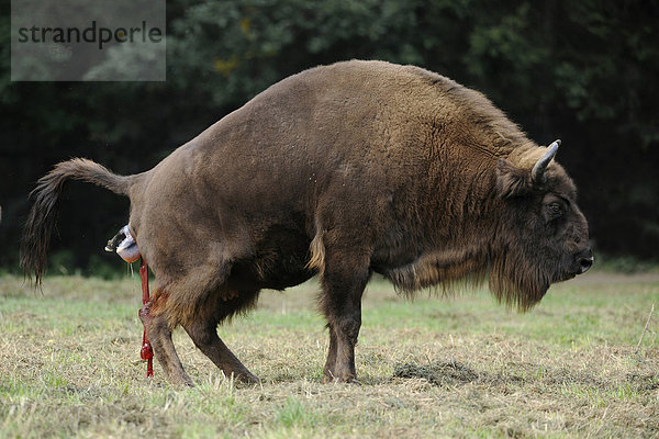Wisent  Europäischer Bison (Bison bonasus)  Wisentkuh kurz vor der Geburt eines Kalbes  Wildgehege  Sachsen  Deutschland  Europa  ÖffentlicherGrund
