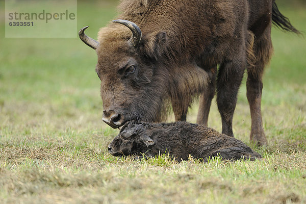 Wisent  Europäischer Bison (Bison bonasus)  Wisentkuh und Kalb unmittelbar nach der Geburt  die Wisentkuh leckt das Kalb trocken  Wildgehege  Sachsen  Deutschland  Europa  ÖffentlicherGrund