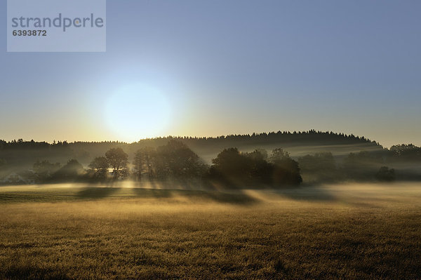 Morgennebel im Murnauer Moos  Murnau  Blaues Land  Oberbayern  Bayern  Deutschland  Europa