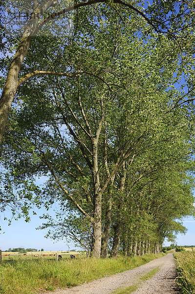 Pappelallee (Populus) an einem Feldweg  Kuhlrade  Mecklenburg-Vorpommern  Deutschland  Europa