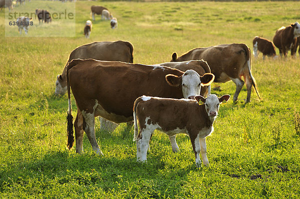 Mutterkuhhaltung auf einer Weide  vorne Kuh mit Kalb im abendlichen Gegenlicht  Kuhlrade  Mecklenburg-Vorpommern  Deutschland  Europa