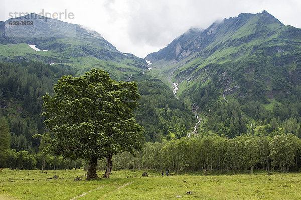 Im Käfertal an der Großglocknerstraße  Hohe Tauern  Österreich  Europa