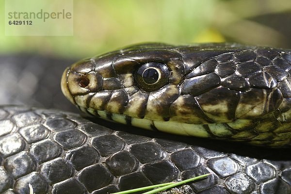 Western Whip Snake (Hierophis viridiflavus)