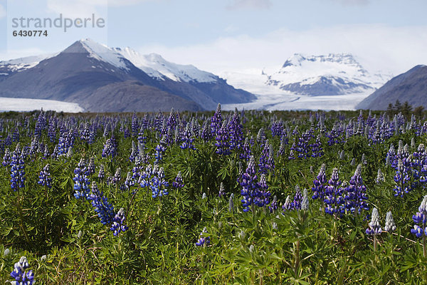 Lupinen vor Vatnajökull  Höfn  Ostisland  Island  Europa