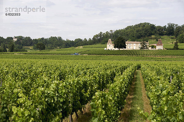 Weinberg in Saint-Emilion  Gironde  Aquitanien  Frankreich  Europa