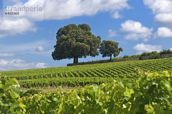 Weinberg in Saint-Emilion  Gironde  Aquitanien  Frankreich  Europa