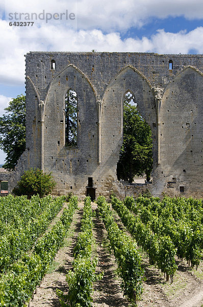 Weinberg von Ch‚teau Les Grandes Murailles  Saint-Emilion  Gironde  Bordeaux  Frankreich  Europa