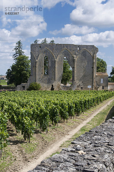 Weinberg von Ch‚teau Les Grandes Murailles  Saint-Emilion  Gironde Bordeaux  Frankreich  Europa