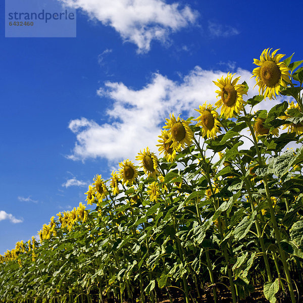 Sonnenblumenfeld (Helianthus annuus)  Limagne  Auvergne  Frankreich  Europa