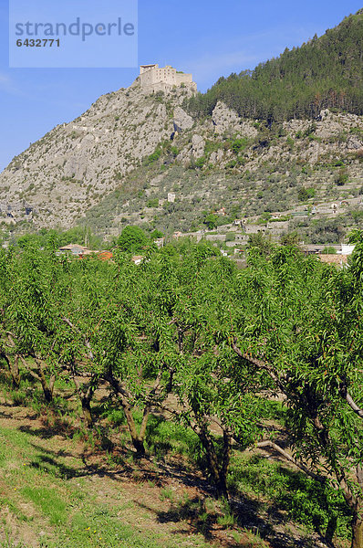 Mandelbäume (Prunus dulcis) und Blick nach Entrevaux mit Festung  Alpes-de-Haute-Provence  Provence-Alpes-Cote d'Azur  Südfrankreich  Frankreich  Europa  ÖffentlicherGrund