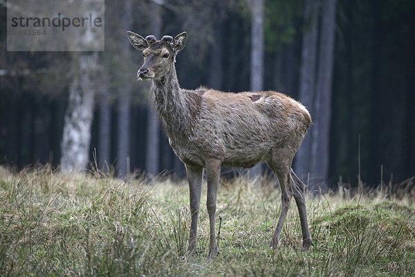 Junger Rothirsch (Cervus elaphus)  im Fellwechsel von Winterfell zu Sommerfell  staatliches Wildgehege  Niedersachsen  Deutschland  Europa  ÖffentlicherGrund