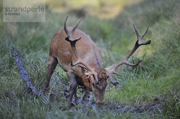 Rothirsch (Cervus elaphus) steht in der Suhle  Wildgehege  Bayerischer Wald  Deutschland  Europa