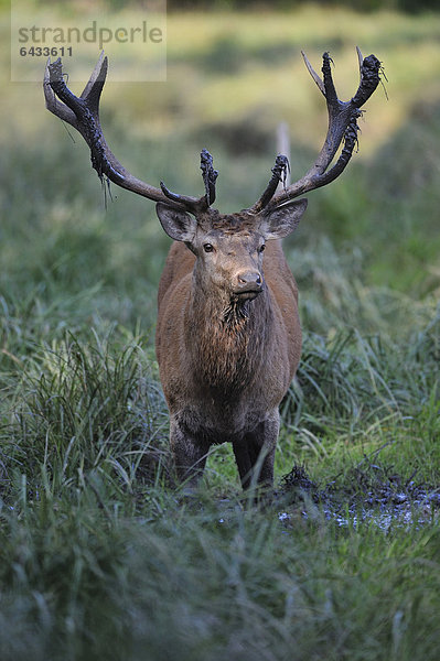 Rothirsch (Cervus elaphus) steht in der Suhle  Wildgehege  Bayerischer Wald  Deutschland  Europa