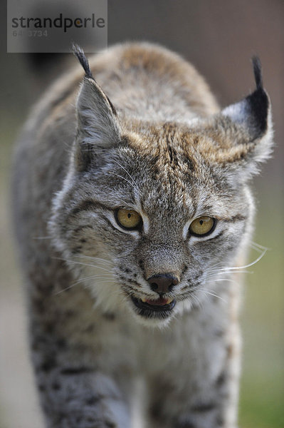Luchs (Lynx lynx)  Wildgehege  Niedersachsen  Deutschland  Europa  ÖffentlicherGrund