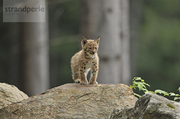 Luchs (Lynx lynx)  Jungtier  Nationalpark Bayerischer Wald  Bayern  Deutschland  Europa  ÖffentlicherGrund