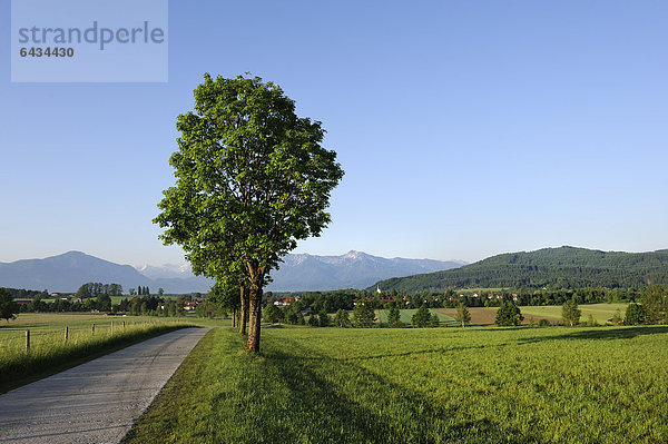 Alpenvorland bei Sindelsdorf  Wettersteingebirge  Blaues Land  Oberbayern  Bayern  Deutschland  Europa