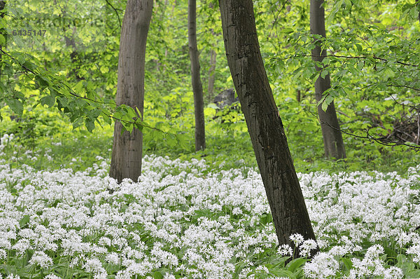 Blühender Bärlauch (Allium ursinum)  Leipziger Auwald  Sachsen  Deutschland  Europa