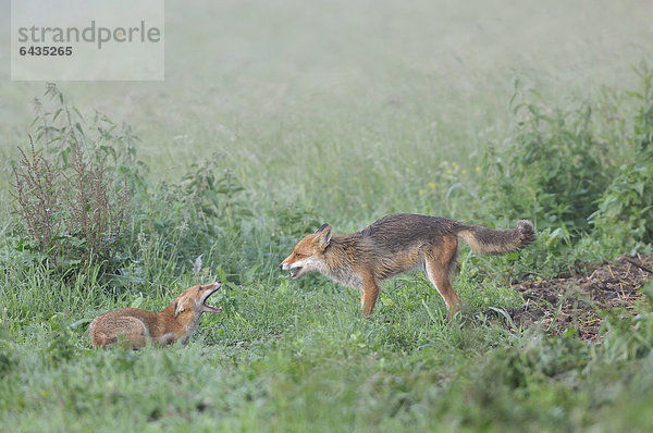 Rotfüchse (Vulpes vulpes)  Fuchswelpe beim Spiel mit einem Elterntier  bei Leipzig  Sachsen  Deutschland  Europa