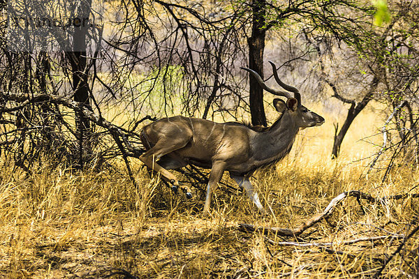 Großer Kudu (Tragelaphus strepsiceros)  Bulle  Namibia  Afrika