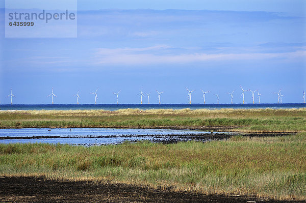 Windturbine Windrad Windräder Naturschutzgebiet Europa Meer Urlaub vor der Küste Baltikum Deutschland Prerow Mecklenburg-Vorpommern