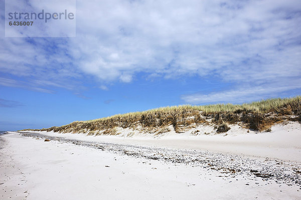 Naturschutzgebiet mit Strand und Sanddüne bewachsen mit Gemeinem Strandhafer (Ammophila arenaria)  Darßer Ort  Ostseebad Prerow  Mecklenburg-Vorpommern  Deutschland  Europa