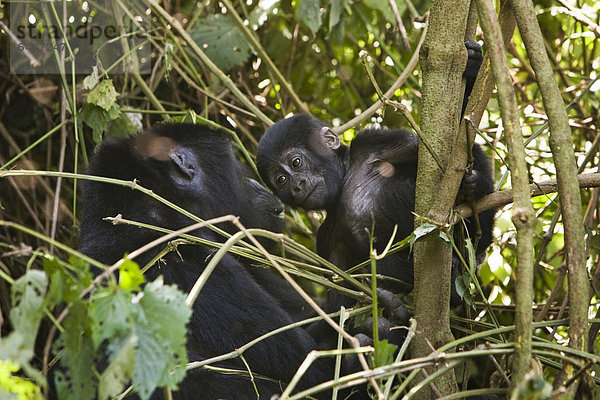 Habituierte Gruppe von Berggorillas (Gorilla beringei beringei) im Bwindi Impenetrable Forest National Park  die von Forschern des Max-Planck-Instituts für evolutionäre Anthropologie Leipzig beobachtet und erforscht wird  hier KIKYOKYO  weibliches Baby  geboren August 2006  und ihre Mutter SIATO  Ruhija  Uganda  Afrika