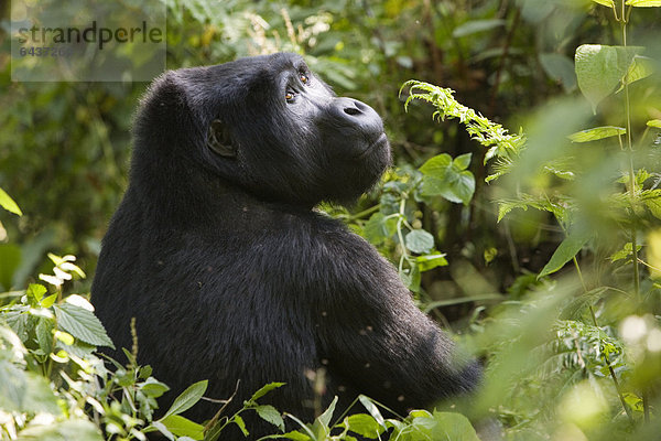 Habituierte Gruppe von Berggorillas (Gorilla beringei beringei) im Bwindi Impenetrable Forest National Park  die von Forschern des Max-Planck-Instituts für evolutionäre Anthropologie Leipzig beobachtet und erforscht wird  hier MAREMBO  ältester Schwarzrücken der Gruppe  geboren 1993-94  Ruhija  Uganda  Afrika
