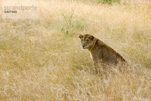 Löwe (Panthera leo) in der Trockensavanne bei Ishasha  Queen Elizabeth National Park  Uganda  Afrika