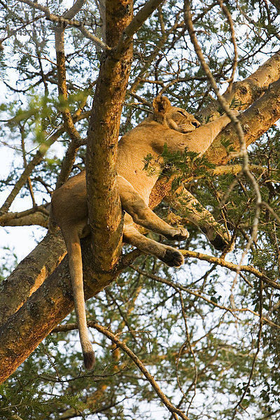 Einer der berühmten baumkletternden Löwen (Panthera leo) in der Trockensavanne bei Ishasha  Queen Elizabeth National Park  Uganda  Afrika