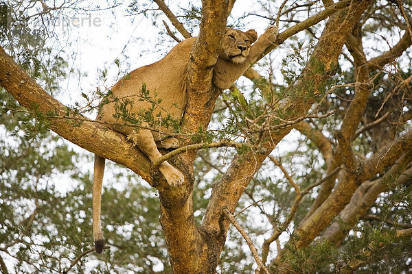 Einer der berühmten baumkletternden Löwen (Panthera leo) in der Trockensavanne bei Ishasha  Queen Elizabeth National Park  Uganda  Afrika