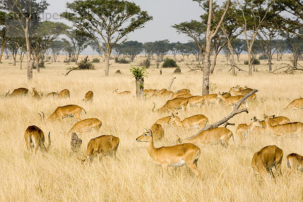 Gruppe von Uganda-Kobs (Kobus kob thomasi) in der Trockensavanne bei Ishasha  Queen Elizabeth National Park  Uganda  Afrika