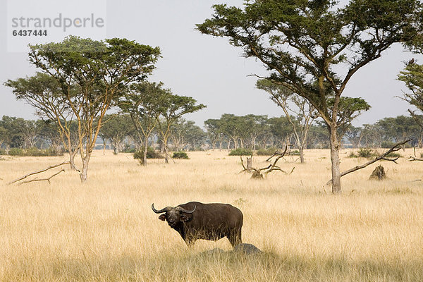Afrikanischer Büffel  Kaffernbüffel (Syncerus caffer) in der Trockensavanne bei Ishasha  Queen Elizabeth National Park  Uganda  Afrika