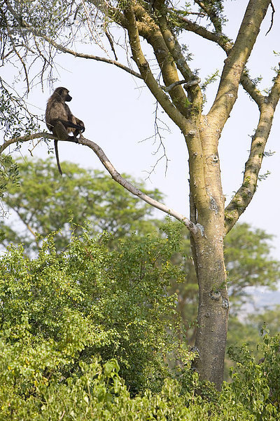 Anubispavian (Papio anubis) sitzt auf einem Baum in der Trockensavanne bei Ishasha  Queen Elizabeth National Park  Uganda  Afrika