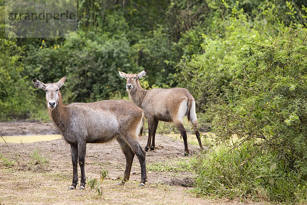 Zwei weibliche Defassa-Wasserböcke (Kobus ellipsiprymnus defassa) nahe Kazinga Channel  Mweya  Queen Elizabeth National Park  Uganda  Afrika