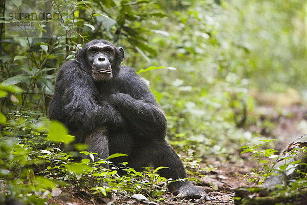 Forschung zur Tierkommunikation mit einer habituierten Schimpansen-Gruppe (Pan troglodytes) im Budongo Forest Reserve  hier das ehemalige Alpha-Männchen Duane auf einem Waldpfad  Nyabyeya  Uganda  Afrika