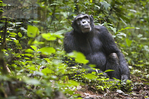 Forschung zur Tierkommunikation mit einer habituierten Schimpansen-Gruppe (Pan troglodytes) im Budongo Forest Reserve  hier das ehemalige Alpha-Männchen Duane auf einem Waldpfad  Nyabyeya  Uganda  Afrika