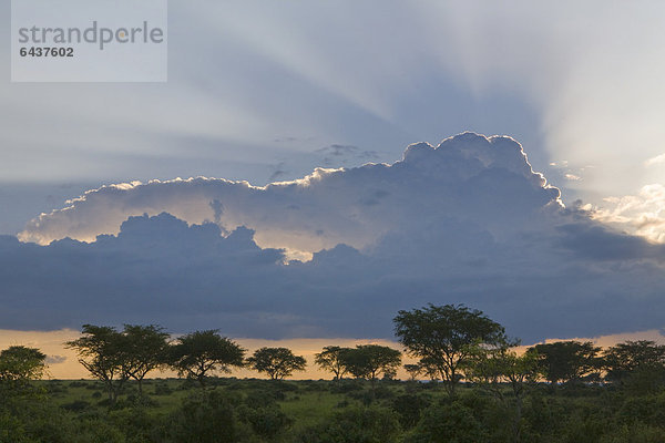 Sonnenuntergang über der Savanne im Murchison Falls National Park  Akazienbäume am Horizont  Paraa  Murchison Falls National Park  Uganda  Afrika