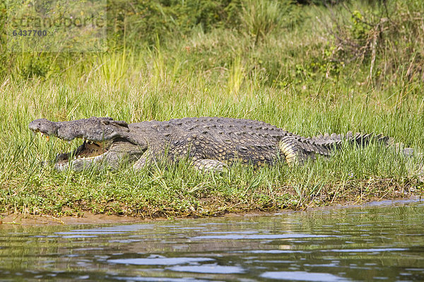 Nilkrokodil (Crocodylus niloticus) am Ufer des Victoria-Nils im Murchison Falls National Park  Paraa  Uganda  Afrika