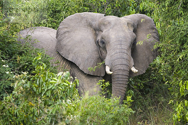 Afrikanischer Elefant (Loxodonta africana)  Bulle im Zustand der Musth  in der Savanne  Murchison Falls National Park  Paraa  Uganda  Afrika